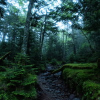 朝靄に包まれた森の石段登山道を歩むの写真