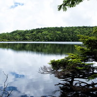 木々に覆われた白駒の池に映る青空と雲の写真