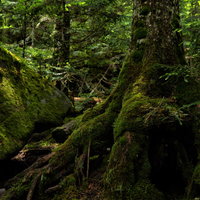 樹海の木の根と石に群生する苔の写真