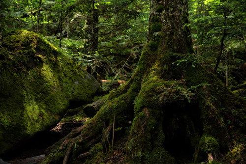 樹海の木の根と石に群生する苔