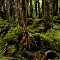 樹海の原生林で木の根を覆う苔の群生の写真
