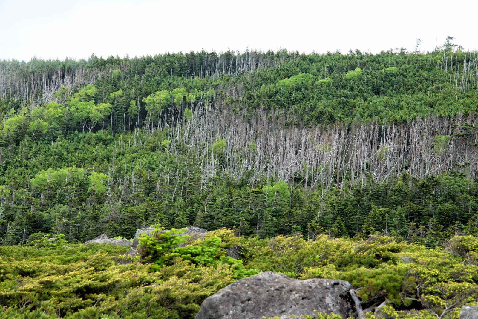 緑の木々と立ち枯れした木が混在する北八ヶ岳の森の風景