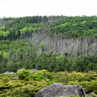 立ち枯れが目立つ北八ヶ岳の森林風景の写真