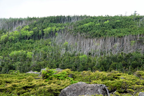 立ち枯れが目立つ北八ヶ岳の森林風景