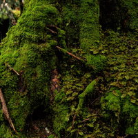 苔が群生する原生林の木々の写真