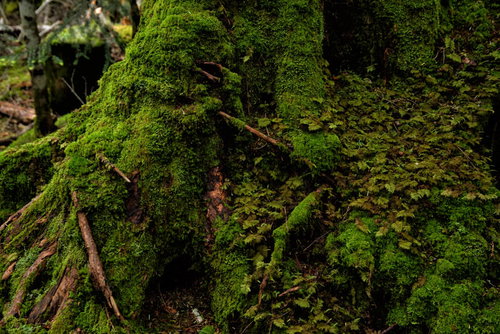 苔が群生する原生林の木々