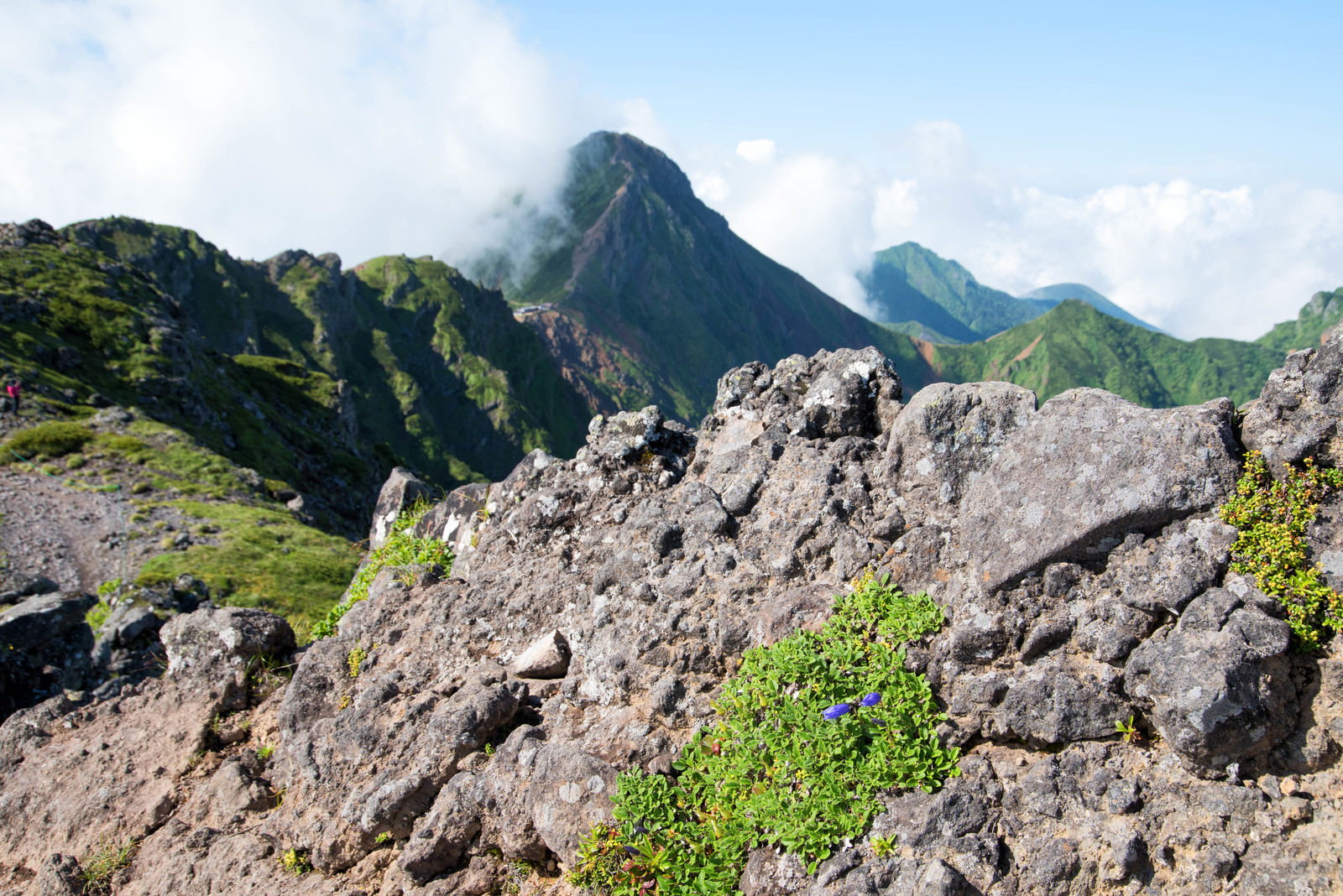 八ヶ岳横岳の岩場に生える高山植物と山の尾根