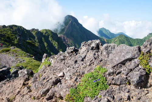 八ヶ岳・横岳の岩場に咲く高山植物と山の風景