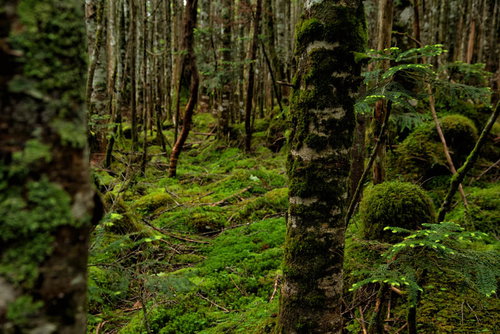 原生林の樹皮に張り付く苔の接写、湿潤環境に生育する緑色の苔