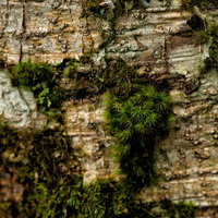 白樺の樹皮に密生する緑の苔のクローズアップテクスチャの写真