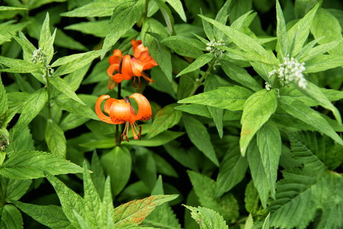 涸沢に咲いたオレンジ色のクルマユリ（車百合）