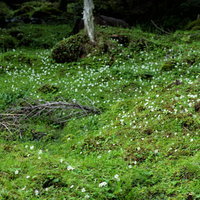 苔生す大地に生い茂る白い花の群生と湿原の生態の写真
