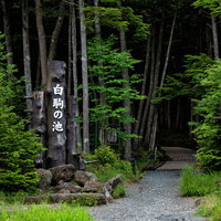 白駒の池の入り口にある木製の標識と緑豊かな森の風景の写真