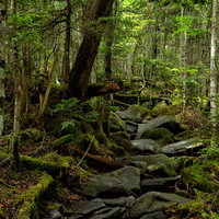 白駒池から高見石山荘へつながる苔むした原生林の登山道の写真