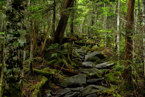白駒池から高見石山荘へつながる苔むした原生林の登山道