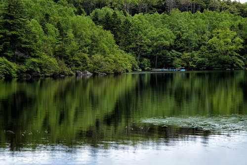 白駒池の湖面に映る森のリフレクション（八千穂高原）