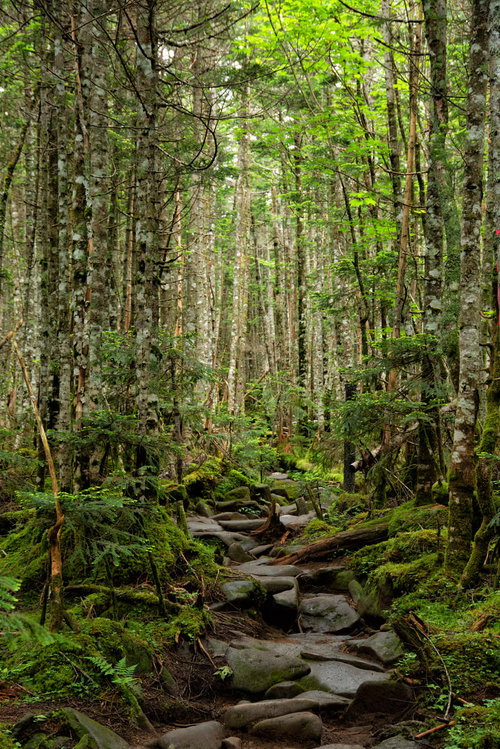 北八ヶ岳の森林を進む不揃いな石畳の登山道