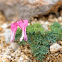 登山道の砂礫地に咲くピンク色のコマクサ（駒草）の写真