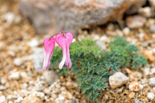 登山道の砂礫地に咲くピンク色のコマクサ（駒草）