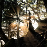 登山道に差す光芒と木漏れ日、朝日が織りなす自然の風景の写真