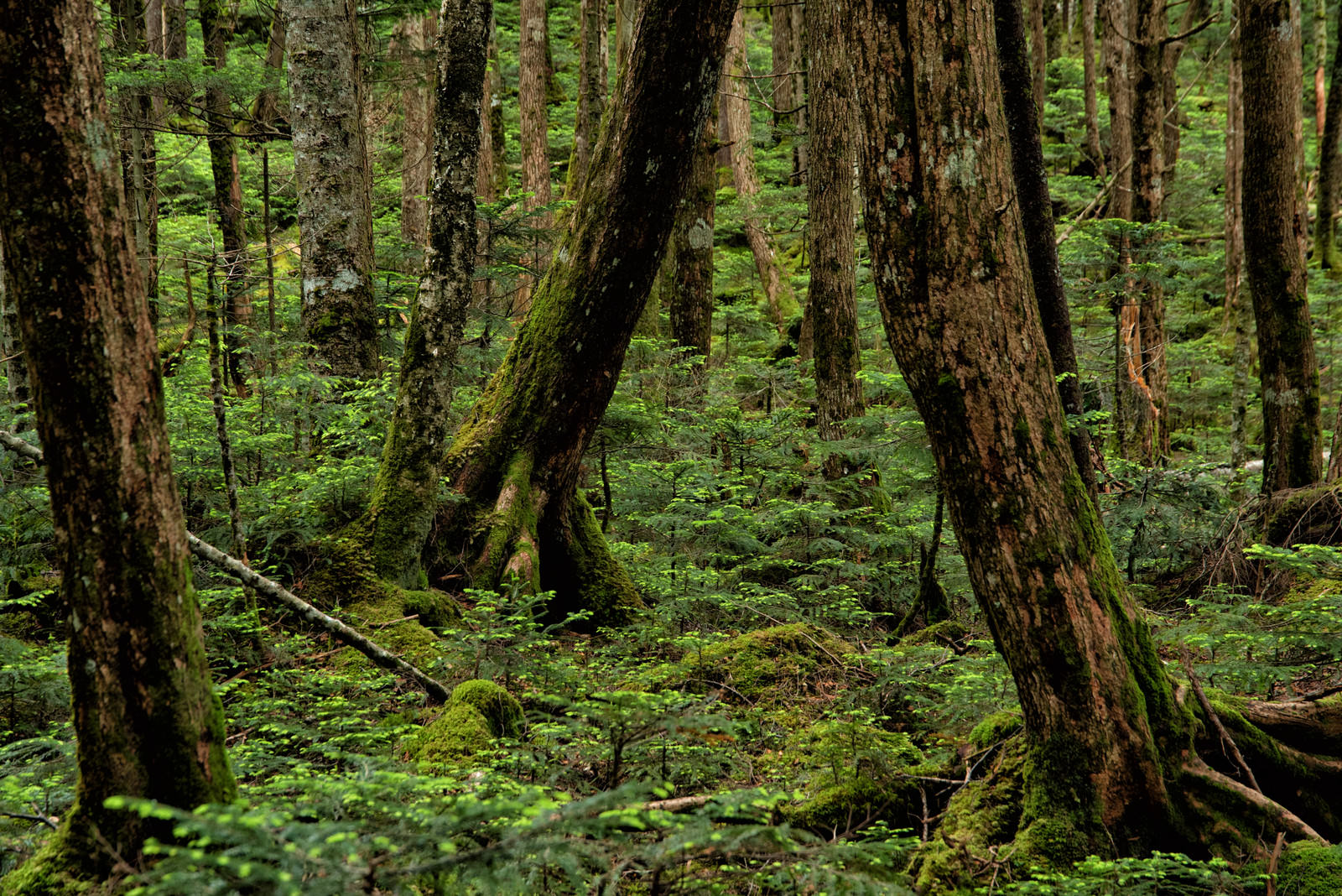 苔に覆われた古木の根元と太い根