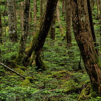 苔生す木々の樹海、古木の根元の写真