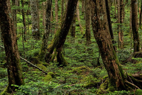 苔生す木々の樹海、古木の根元
