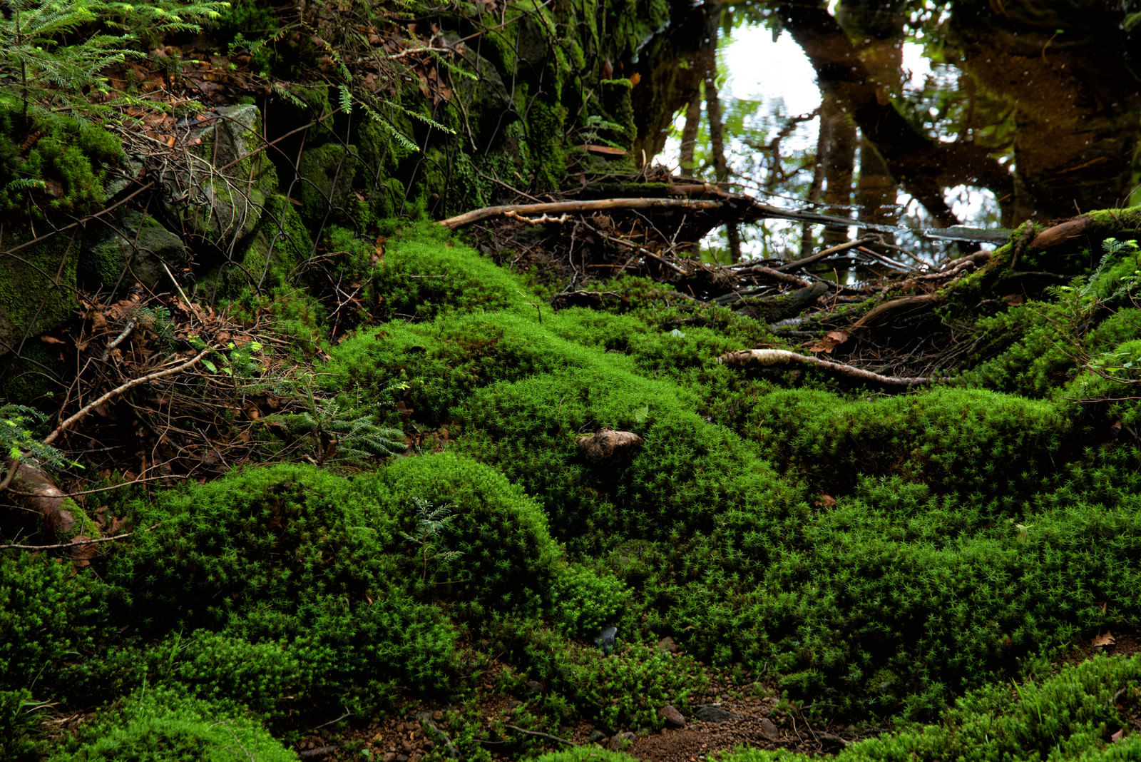 水溜りの周りに鮮やかな緑色の苔が密生している自然の風景