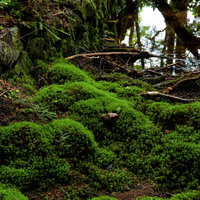 水溜りの周りに繁殖する苔と湿地の緑色の群生の写真