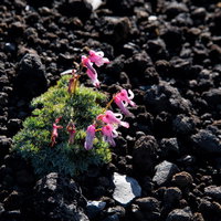 砂礫地に開花するコマクサの花弁（高山植物）の写真
