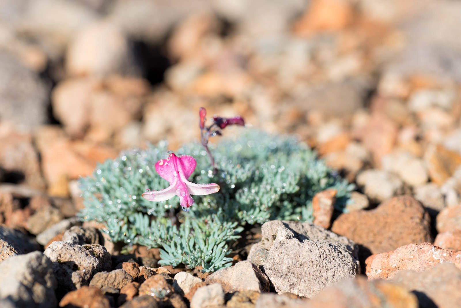 砂礫地に咲く薄紫色の花弁のコマクサに水滴が付いている様子