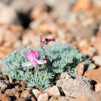砂礫地に咲く花弁が開いたコマクサと朝露の写真