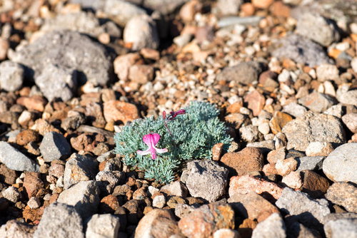 開花した高山植物（コマクサ）と溶岩石