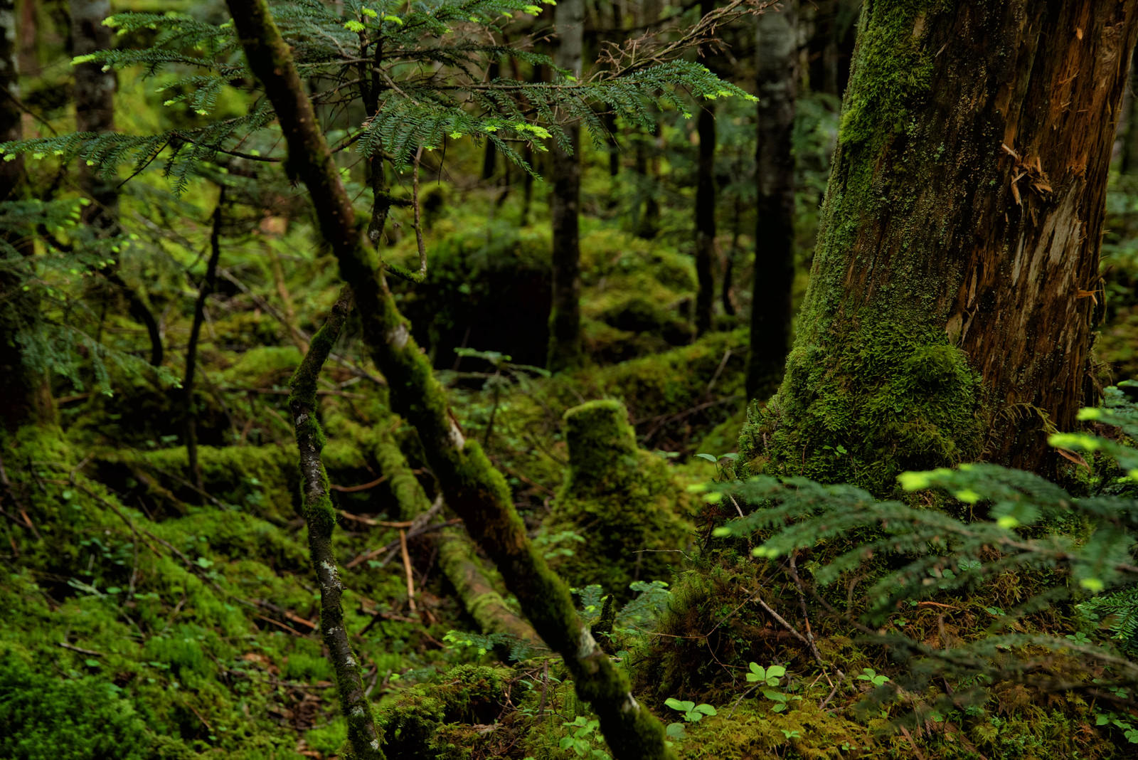 緑の苔が木々や地面を覆う薄暗い原生林の風景