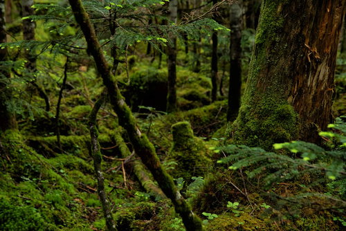 樹海の深い原生林に生い茂る苔と湿潤な森の生態