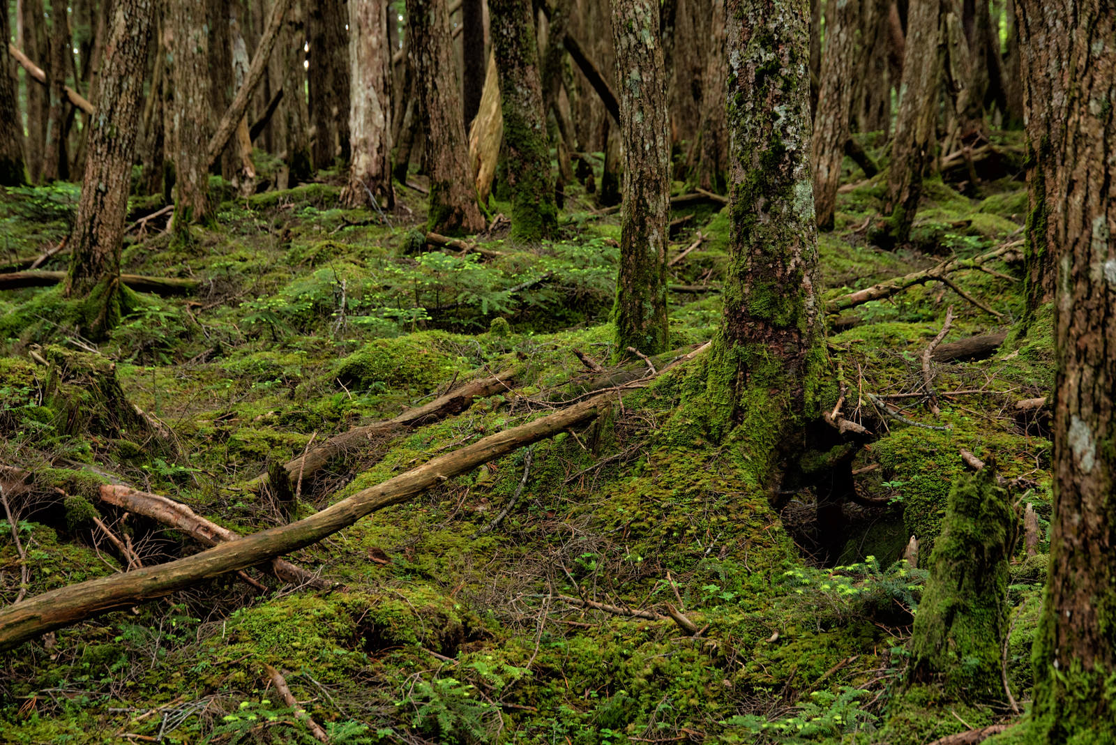 苔が密生する原生森の地面と倒木、木々の間に差し込む光