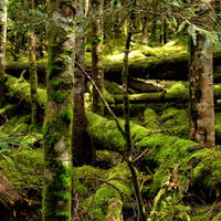 苔が厚く覆う北八ヶ岳の原生林と樹海の写真