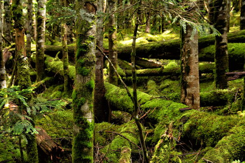 苔が厚く覆う北八ヶ岳の原生林と樹海