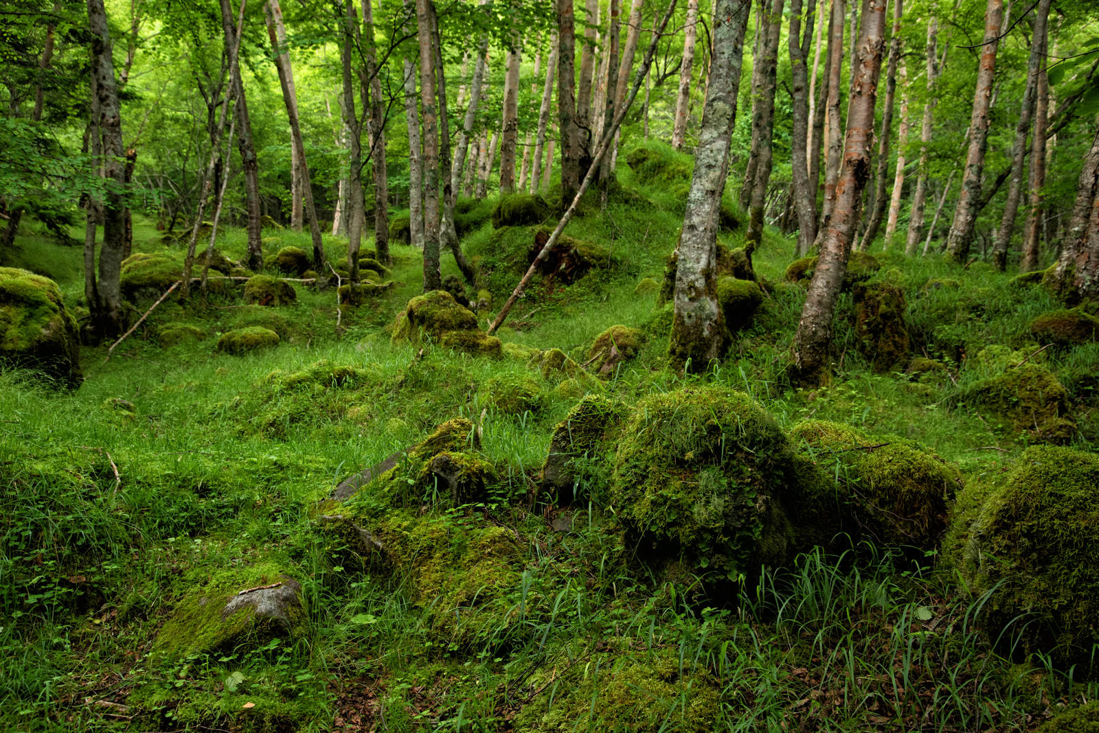 苔が一面を覆う八ヶ岳の森