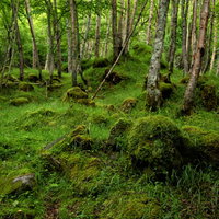 苔と新緑の八ヶ岳（八ヶ岳連峰）の写真