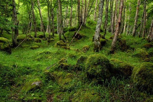 苔と新緑の八ヶ岳（八ヶ岳連峰）