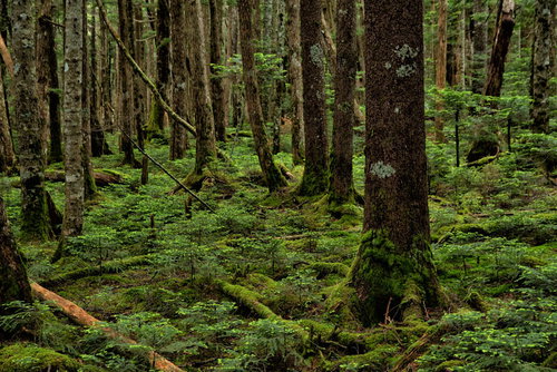 苔の生い茂る樹海の原生林、深緑色に染まる森の風景