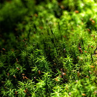 苔の群生と胞子嚢のクローズアップの写真