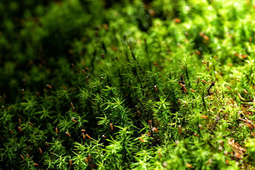 苔の世界 緑色の苔が密集して群生する様子