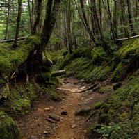 苔生す南沢ルート、八ヶ岳の原生林登山道を往くの写真