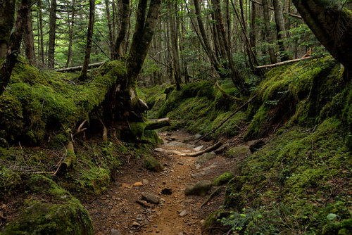 苔生す南沢ルート、八ヶ岳の原生林登山道を往く