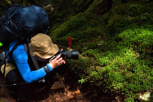 苔をローアングルで撮影する山岳カメラマン