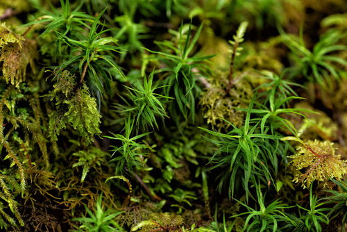 森の地面に密集して生える苔の群生 湿った林床の自然風景