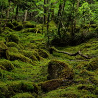 新緑に包まれた苔の絨毯が敷かれた八ヶ岳の大地の写真