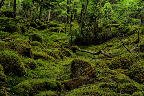 新緑に包まれた苔の絨毯が敷かれた八ヶ岳の大地